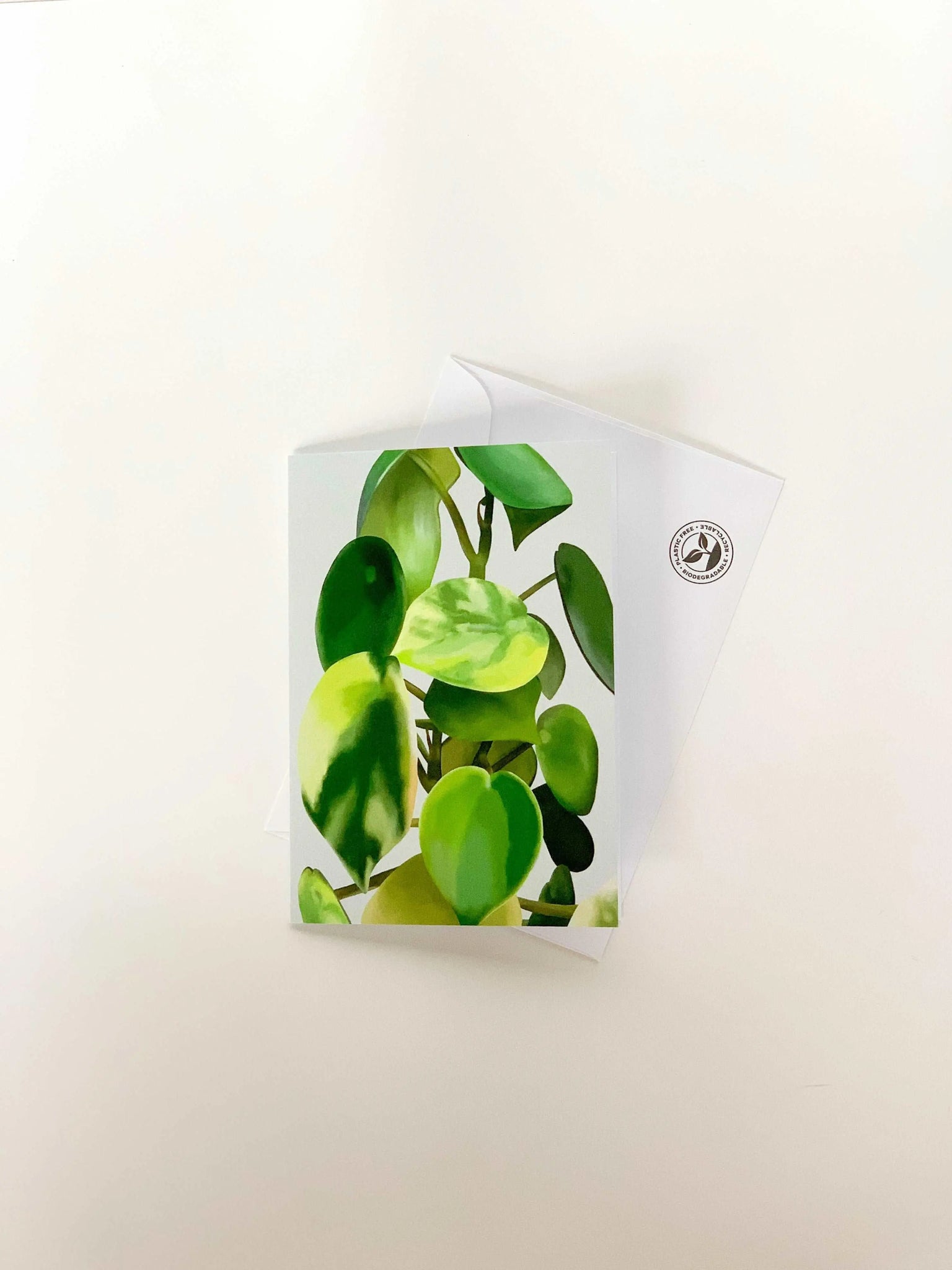 Variegated Polybotrya A6  Blank Card The plant kit