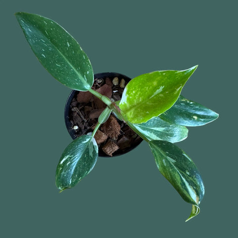 White Princess Philodendron Plant Perfect Waiheke Island